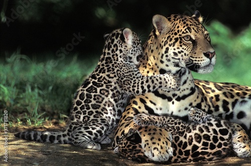Jaguar  panthera onca  Mother and Cub