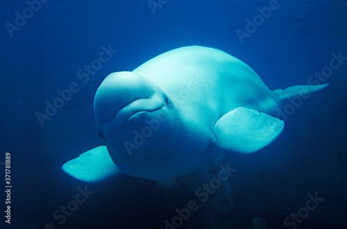 Photographie Beluga whale or White Whale, delphinapterus leucas