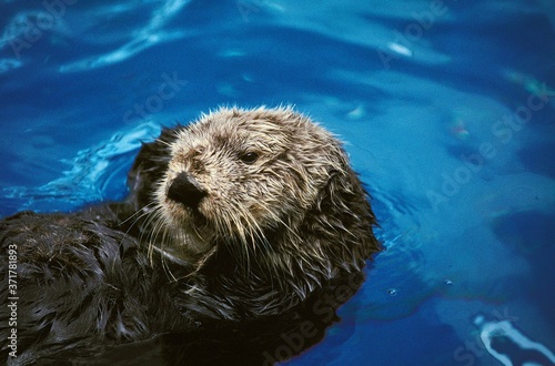 Sea Otter, enhydra lutris