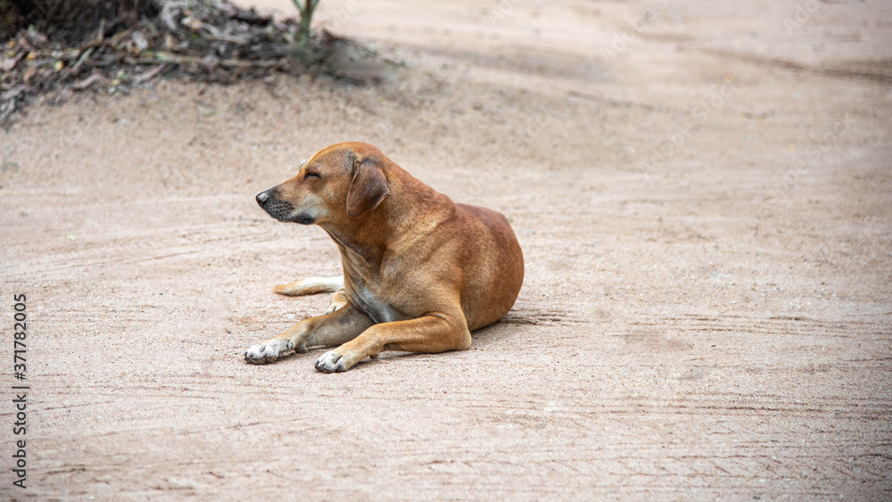 Fototapeta premium a dog abandoned at a temple in Thailand 