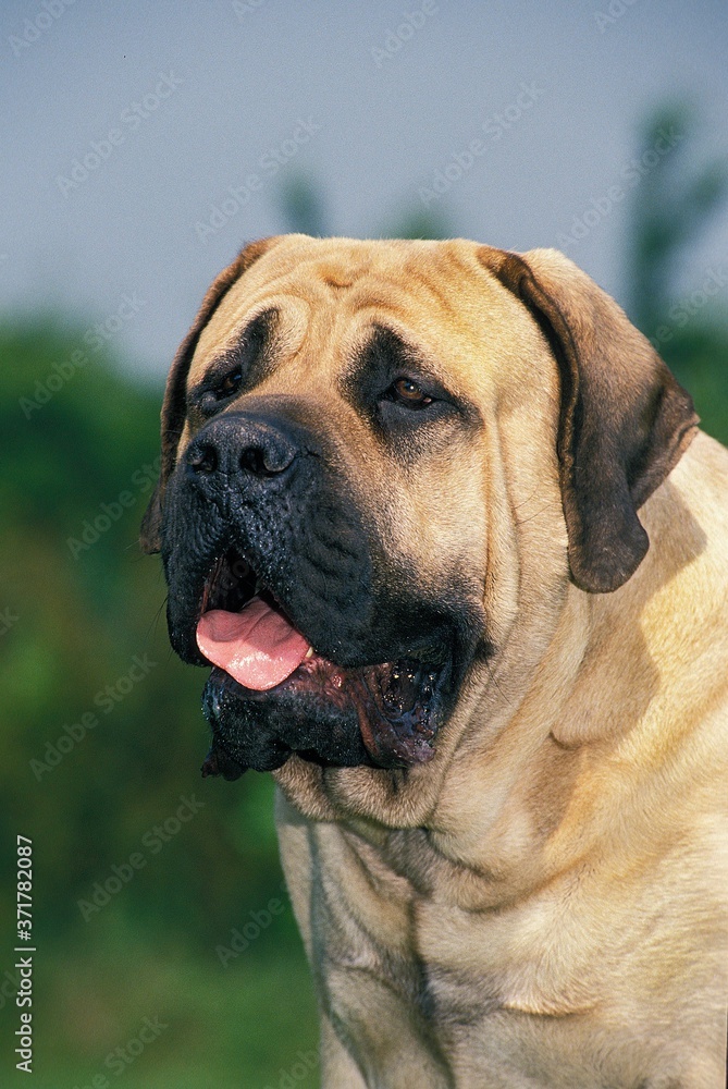 Mastiff Dog, Portrait of Adult