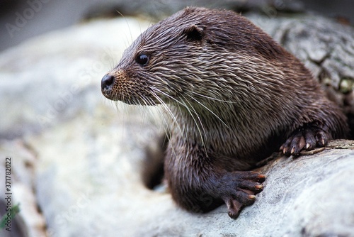 Obraz na plátne European Otter, lutra lutra