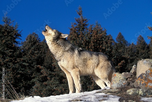 European Wolf, canis lupus, Adult Baying