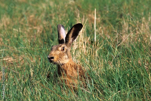 European Brown Hare, lepus europaeus, Head of Adult emerging from Long Grass, France © slowmotiongli