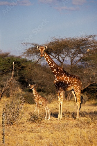 Fototapeta Naklejka Na Ścianę i Meble -  Reticulated Giraffe, giraffa camelopardalis reticulata, Mother and Calf, Samburu park in Kenya