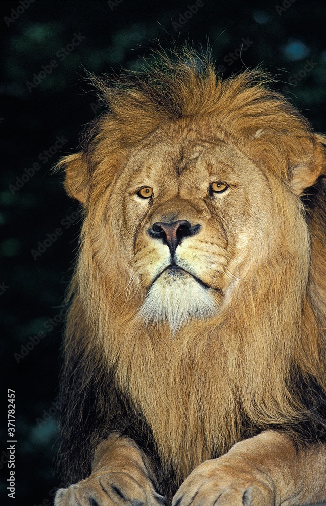 Obraz African Lion, panthera leo, Portrait of Male