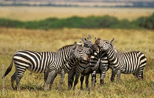Burchell s Zebra  equus burchelli  Group at Masai Mara Park in Kenya