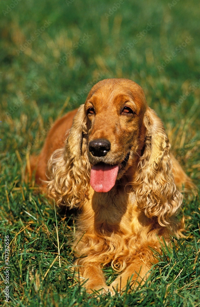 English Cocker Spaniel, Dog laying on Grass