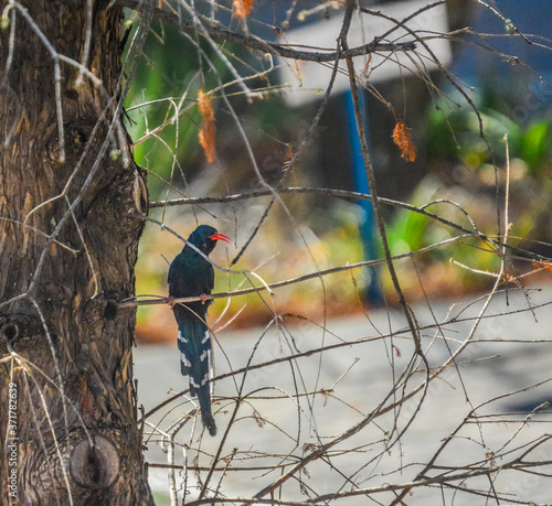 Green Wood hoopoe, Phoeniculus purpureus also known as redbilled hoopoe makes cackling sound and are in black in color with green patches photo