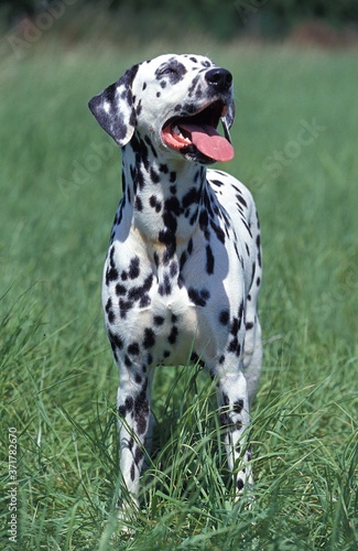 Dalmatian Dog standing on Grass