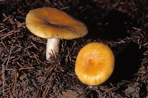 Common Yellow Russula Fungus, russula ochroleuca
