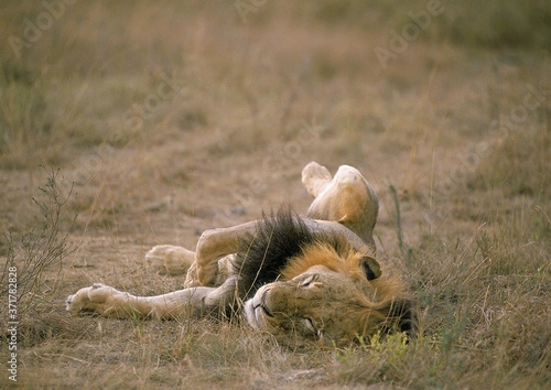 African Lion, panthera leo, Male Sleeping, Masai Mara Park in Kenya