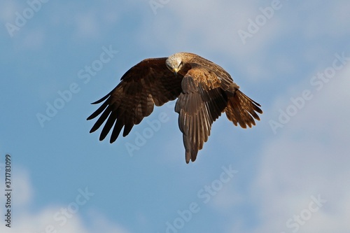Black Kite, milvus migrans, Adult in Flight against Blue Sky