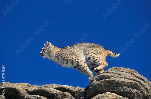 Bobcat, lynx rufus, Adult leaping from Rocks, Canada