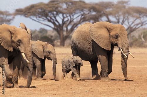 African Elephant  loxodonta africana  Herd with Mother and youngs  Masai Mara park in Kenya