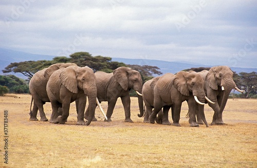 African Elephant  loxodonta africana  Herd at Masai Mara park in Kenya