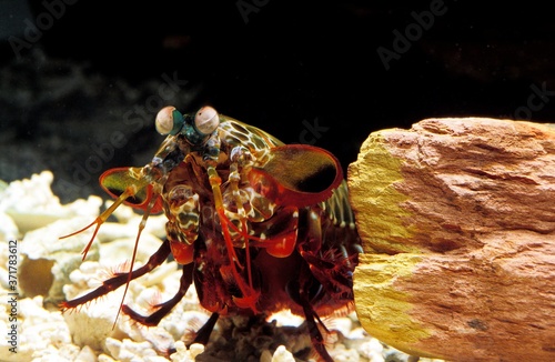 Peacock Mantis Shrimp, odontodactylus scyllarus, Head of Adult © slowmotiongli