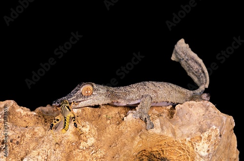 Leaf-Tailed Gecko, uroplatus fimbriatus, Adult eating Insect