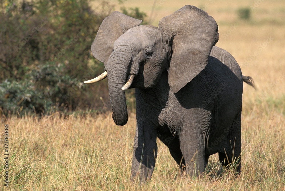 African Elephant, loxodonta africana, Young, Masai Mara park in Kenya