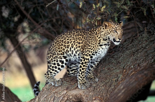 Leopard, panthera pardus, Adult standing in Tree, Namibia