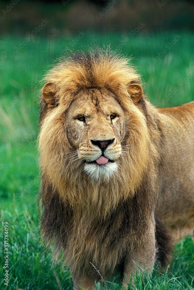 African Lion, panthera leo, Portrait of Male with Funny Face