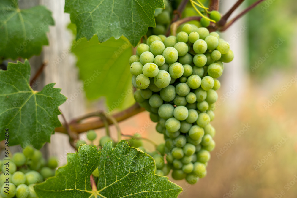 A bunch of grapes in a vineyard A bunch of grapes in a vineyard