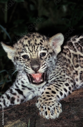 Jaguar, panthera onca, Cub calling for Mother © slowmotiongli