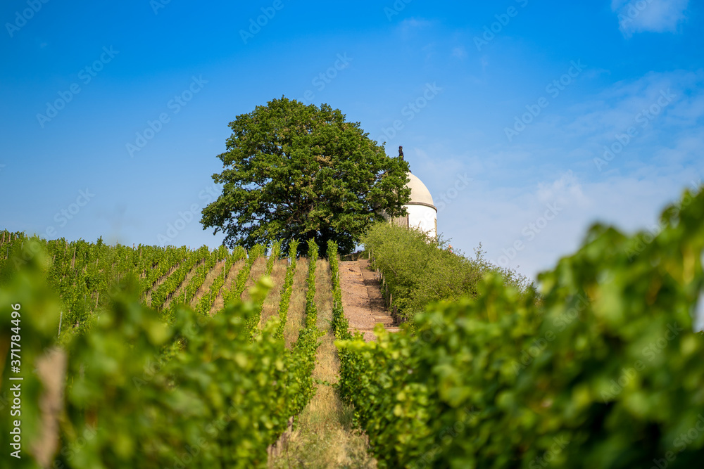 Fototapeta premium a Saxonian vineyard in radebeul