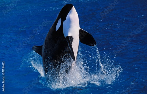 Killer Whale, orcinus orca, Adult breaching