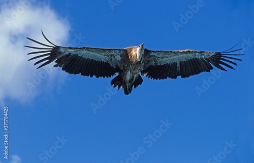 Ruppell's Vulture, gyps rueppelli, Adult in Flight, Masai Mara Park, Kenya © slowmotiongli