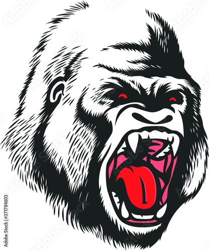 Angry Aggressive Gorilla is Roaring