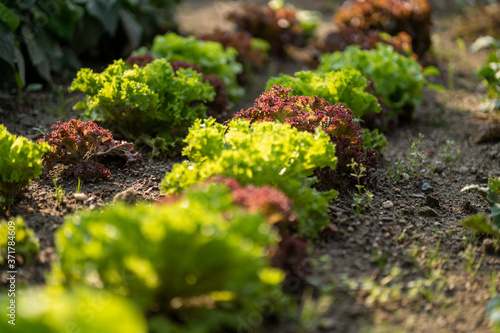 A bed of lettuce in the evening sun