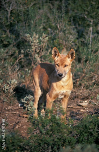 Dingo, canis familiaris dingo, Australia