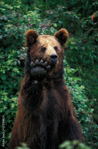 Brown Bear, ursus arctos, adult with Paw up