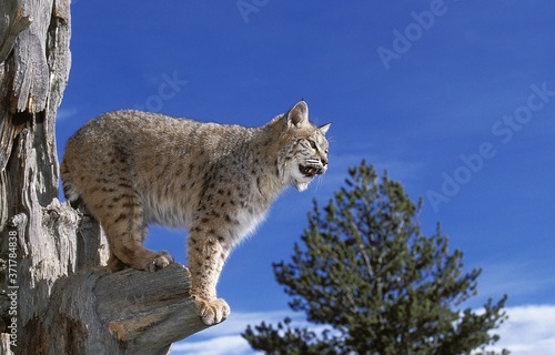Bobcat, lynx rufus, Adult standing on Dead Tree, Looking around, Canada © slowmotiongli