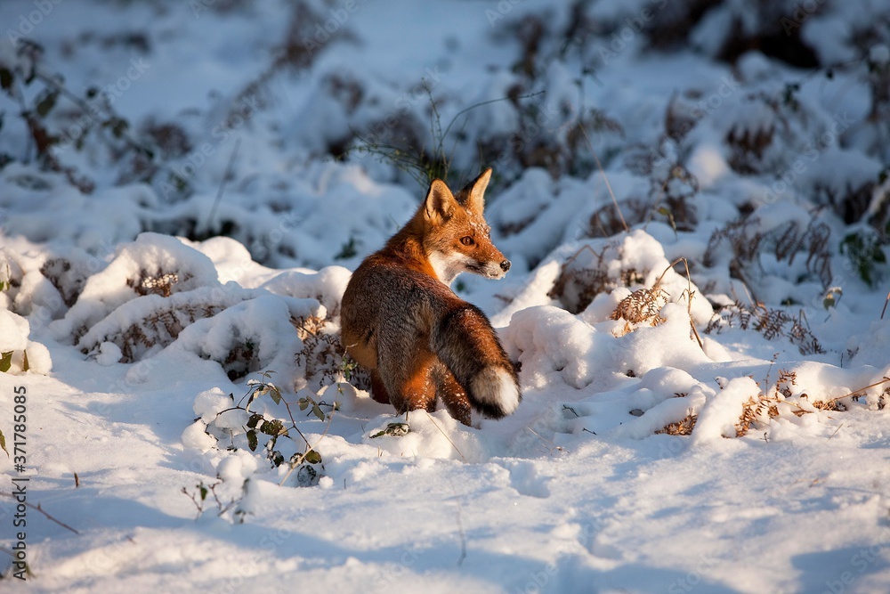 Red Fox, vulpes vulpes, Adult standing in Snow, Normandy