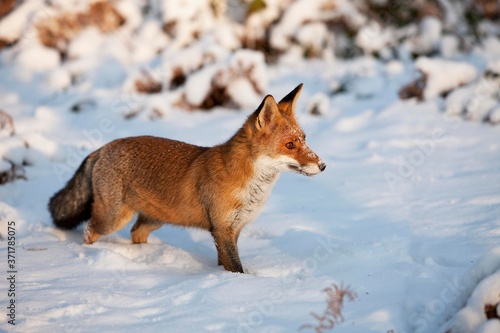 Red Fox, vulpes vulpes, Adult standing in Snow, Normandy