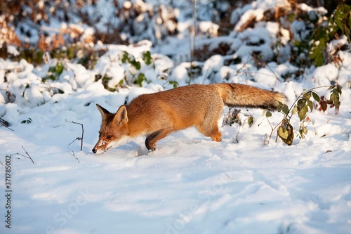 Red Fox, vulpes vulpes, Adult standing in Snow, Normandy © slowmotiongli