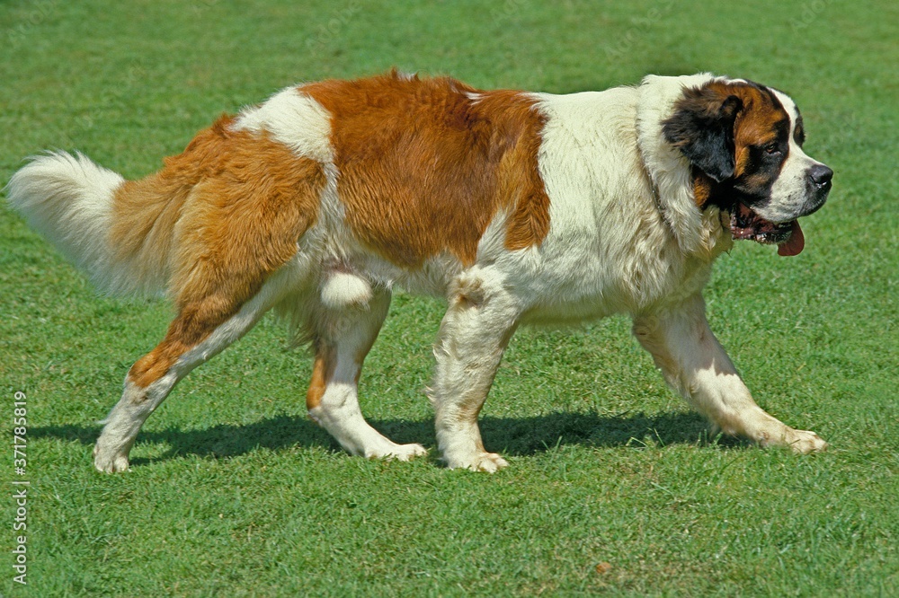 Saint Bernard, Rescue Dog