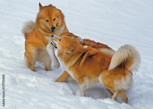 Iceland Dog or Icelandic Sheepdog, Adults playing on Snow © slowmotiongli