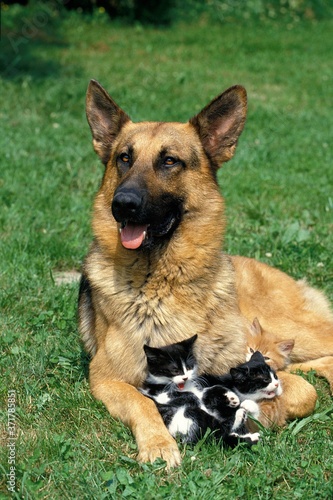 German Shepherd Dog, Adult with Kittens © slowmotiongli