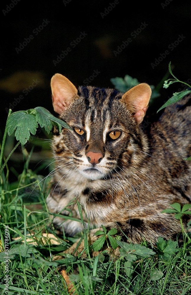 Amur Leopard Cat or Siberian Leopard Cat, prionailurus bengalensis euptilura