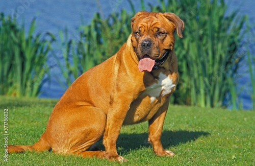 Bordeaux Mastiff Dog  Adult sitting near Lake