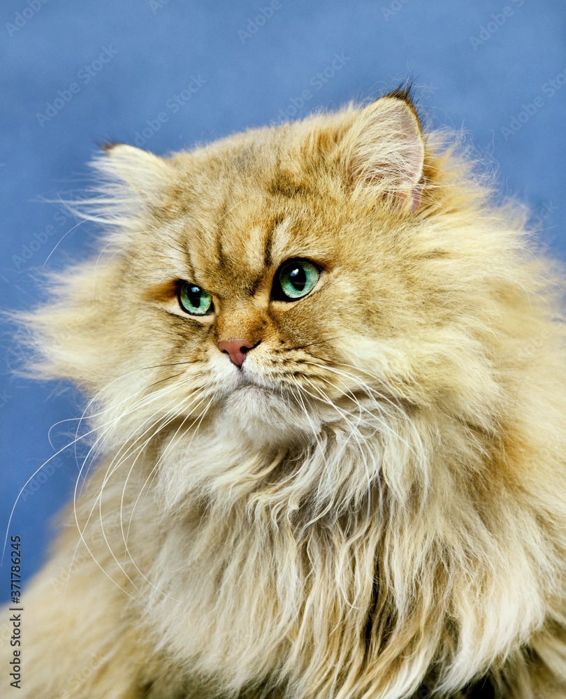 Golden Persian Domestic Cat, Portrait