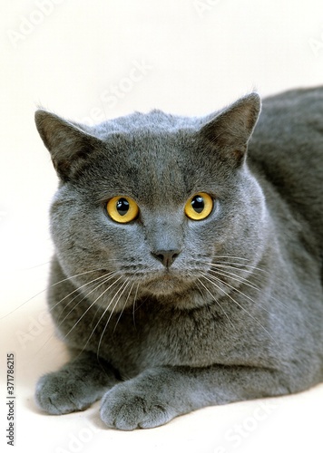 Chartreux Domestic Cat against White Background