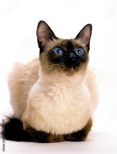 Balinese Domestic Cat, Adult standing against White Background © slowmotiongli