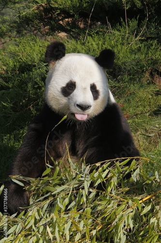 Fototapeta Naklejka Na Ścianę i Meble -  Giant Panda, ailuropoda melanoleuca, Adult with Tongue out