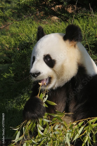 Giant Panda  ailuropoda melanoleuca  adult eating Bamboo Leaves
