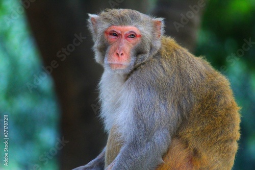 Cute macaque monkey in beautiful blurred background cute monkey close up potrait wallpaper macaque in nature © B.Rath Photography
