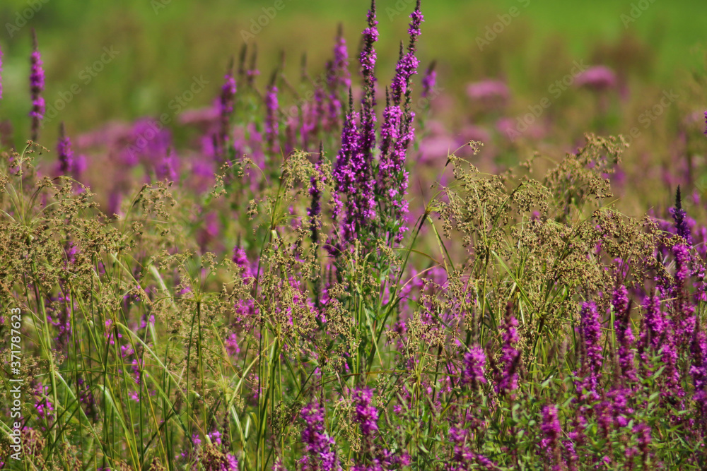 Fototapeta premium Field of Purple Flowers